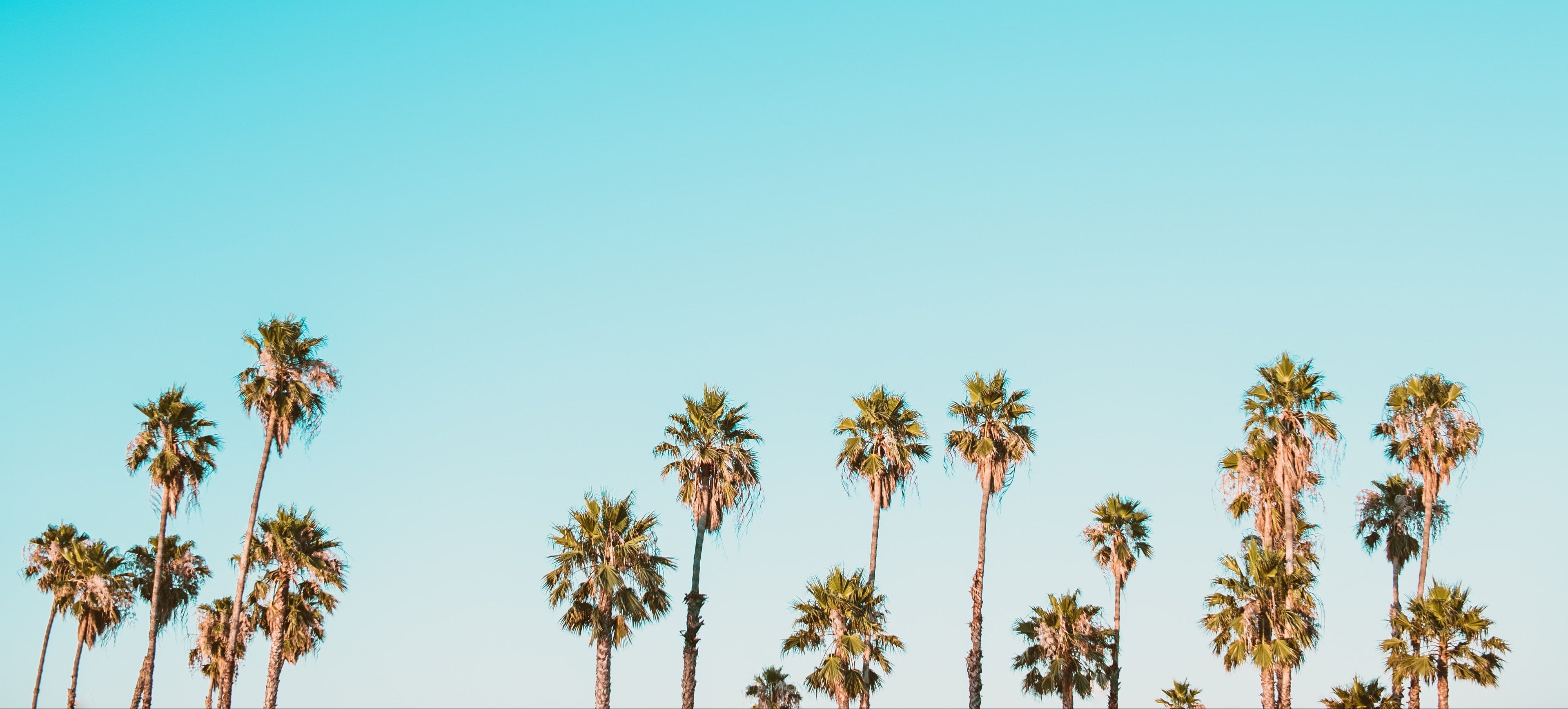 Row of palm trees against a clear blue sky